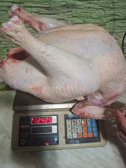 Индейка туша ощипанная,не ощипанная