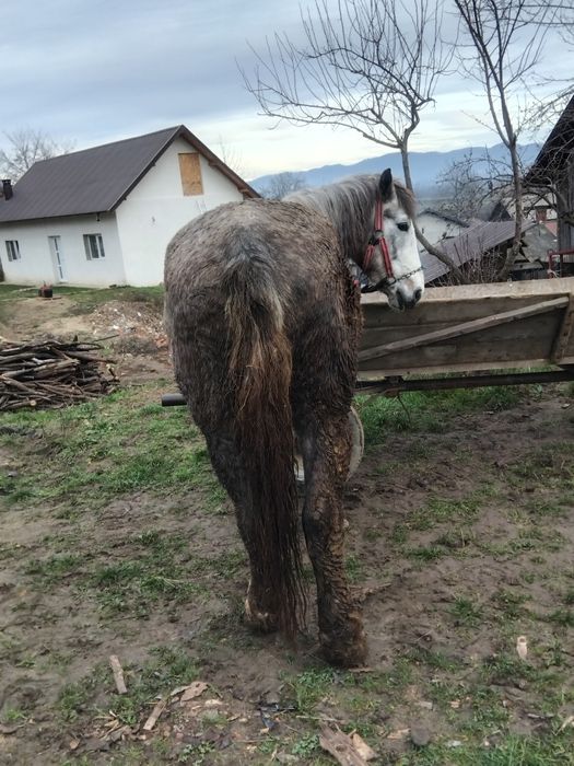 Vând cal de patru ani