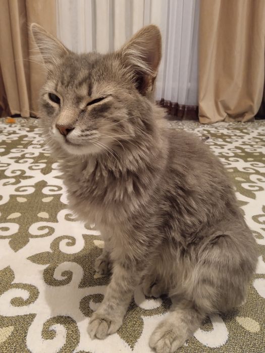 Кошка пародная..