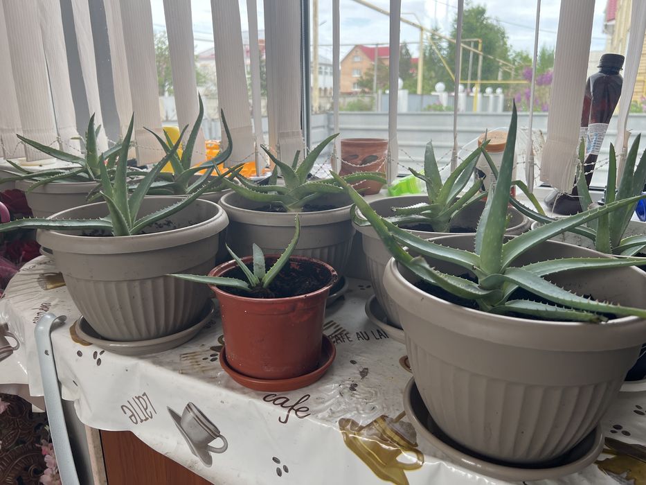 Алое с горшком и супер энергетикой