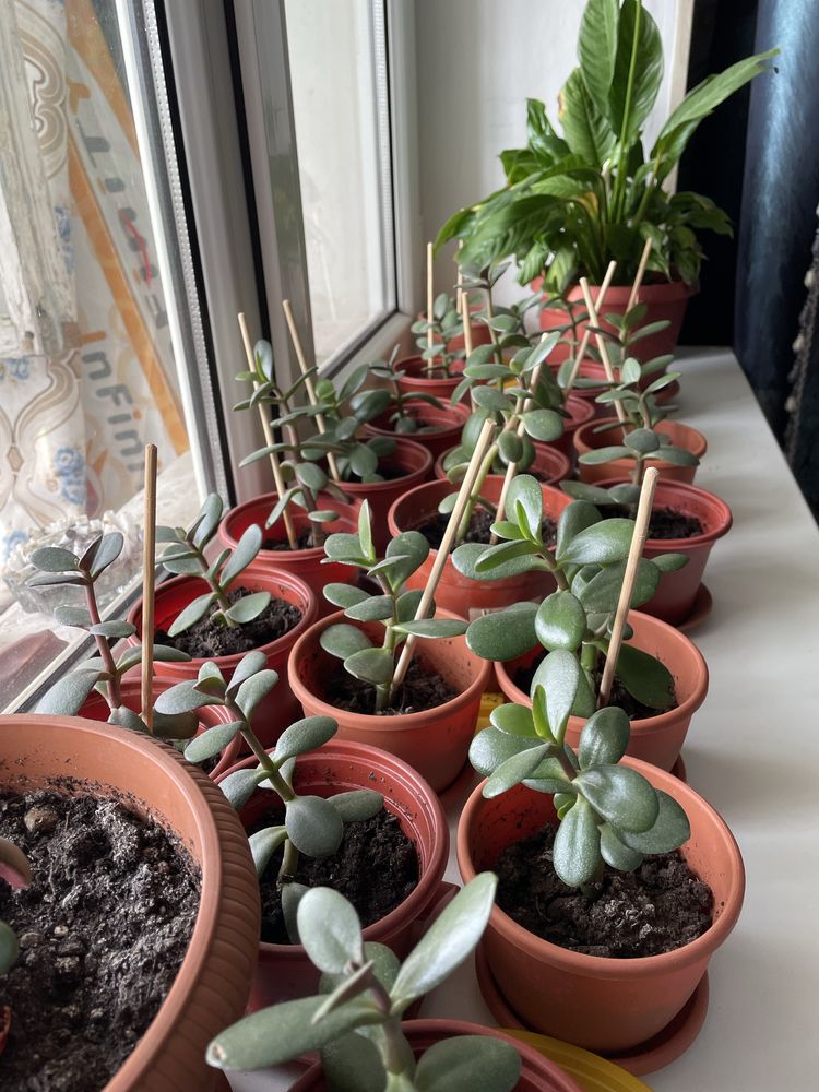 Продается Денежное дерево, крассула, которое приносит в дом достаток