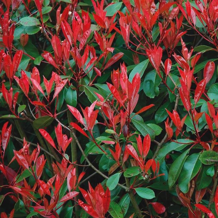Photinia Red Robin ,gard viu
