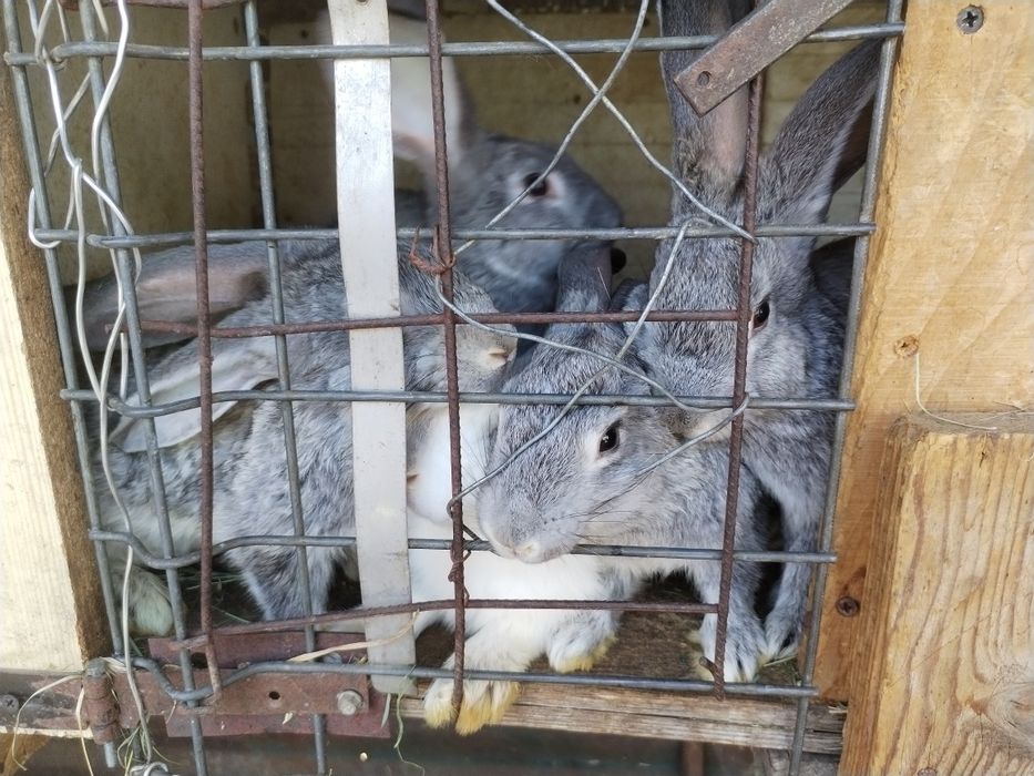 Iepurași foarte frumoși,