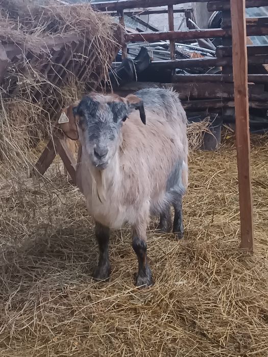 Capre și ieduțe de vânzare!