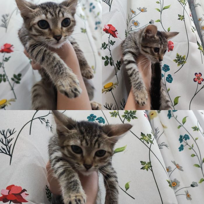 Отдам кошечку 2 месяца