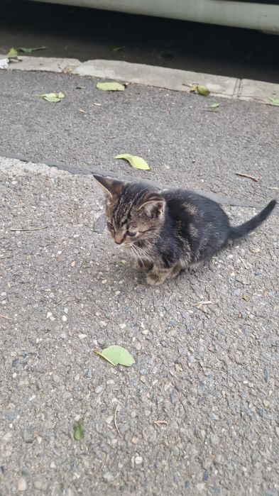 Pui de pisica spre adopție