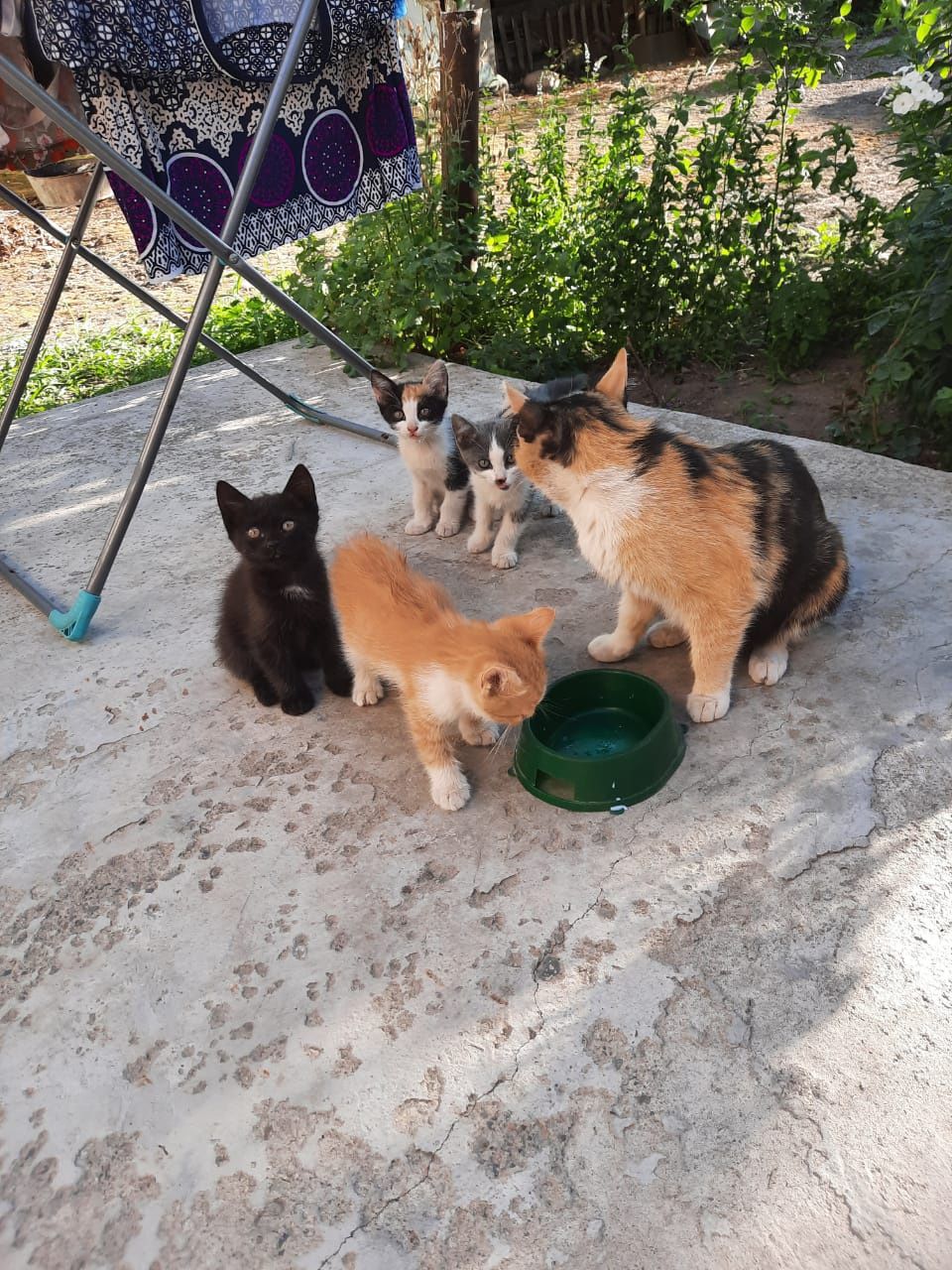 Котята 2 ух месячные