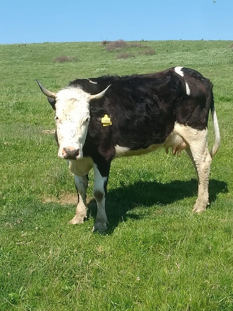 Vând o văcuță fătată recent la al treilea vitel