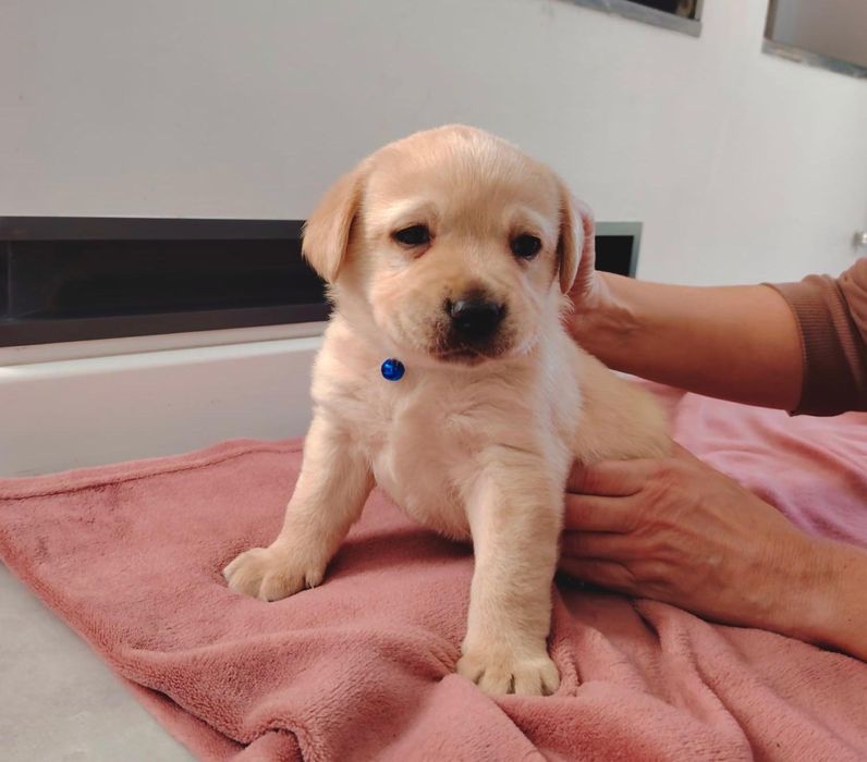 Pui Labrador Retriever cu Pedigree Tip A