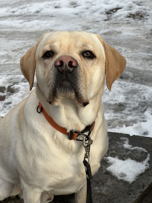 Вязка лабрадор ретривер