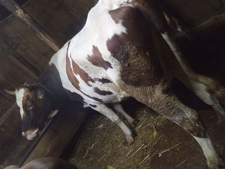 Vând vacă bună de ținut