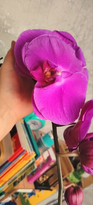 Орхидеи Phalaenopsis