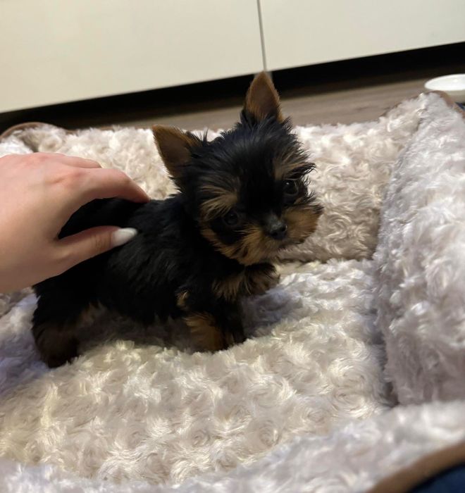 Yorkshire terrier