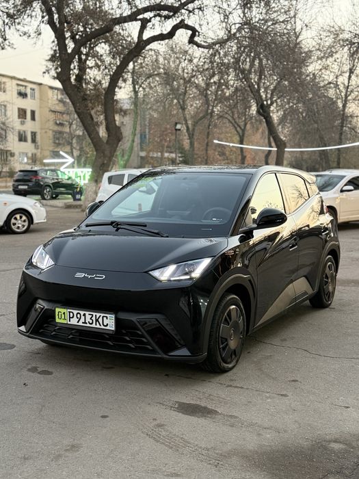 Arenda Nasiya Byd seagull