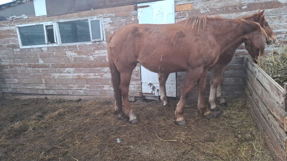 Продам кобылу 4,5года