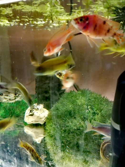 Африкански Цихлиди  автоматична хранилка декоративни рибки!