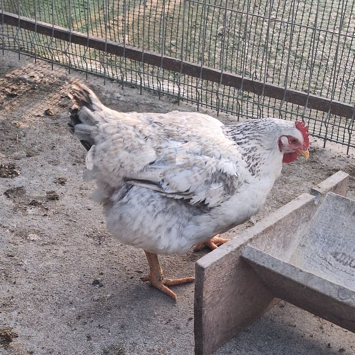 Vând gaini și cocoși Cabir