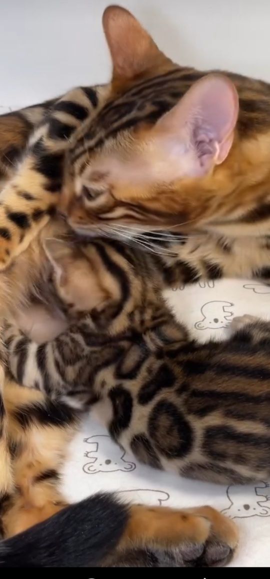 Бенгальские котята