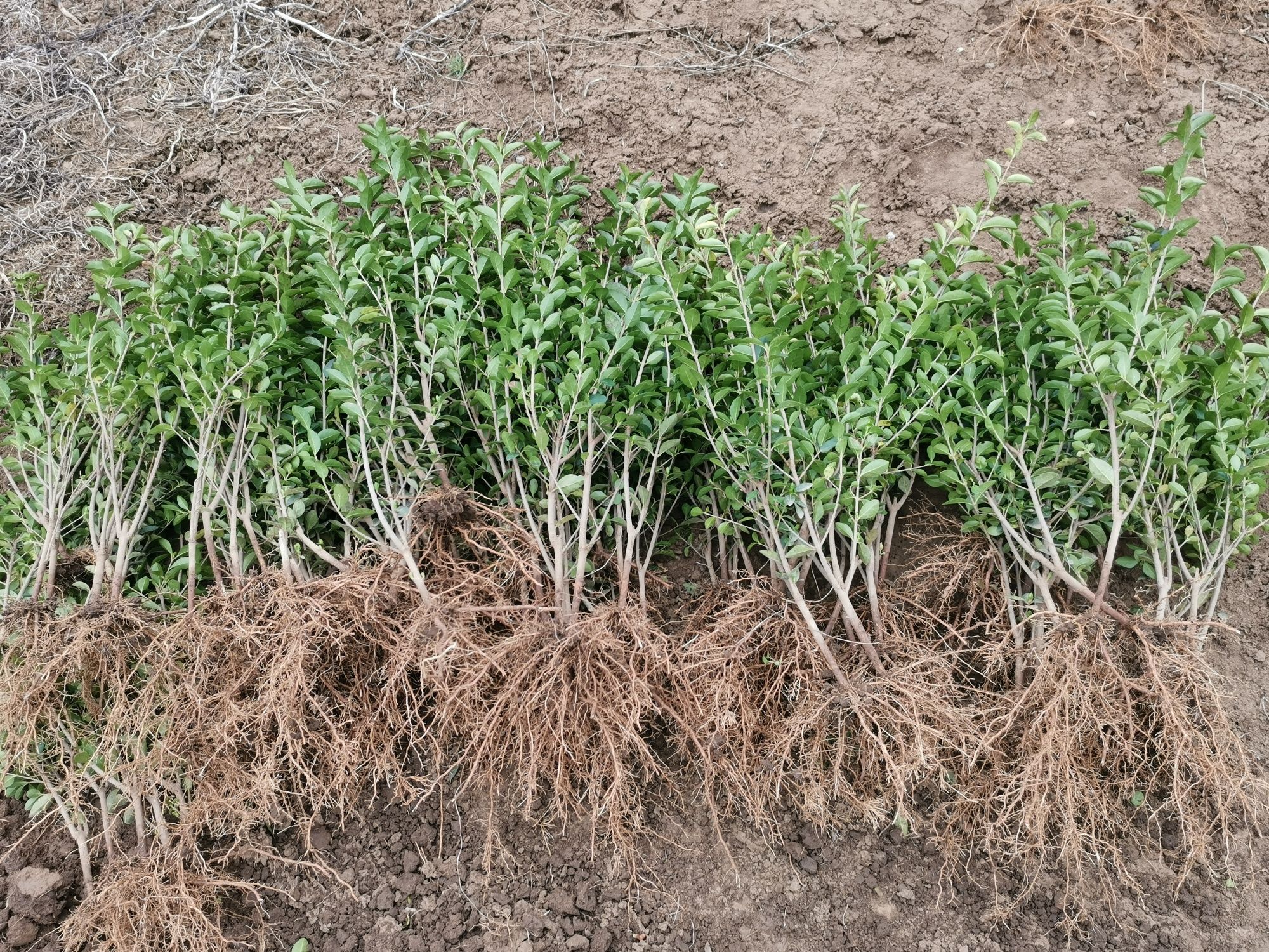 Лигуструм зелен (Ligustrum Ovalifolium)на гол корен