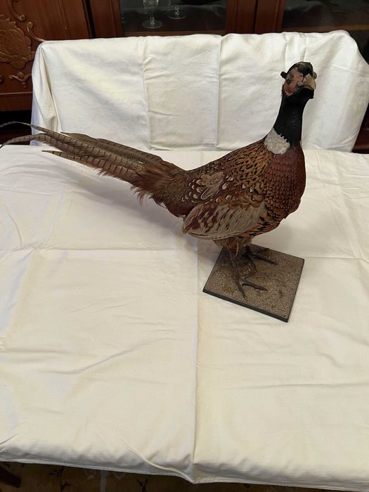 Fazan impaiat decorativ
