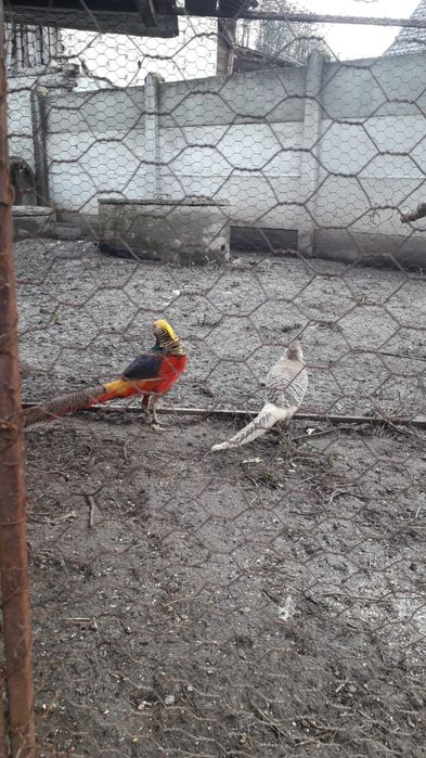 Vând o familie de fazani auriu