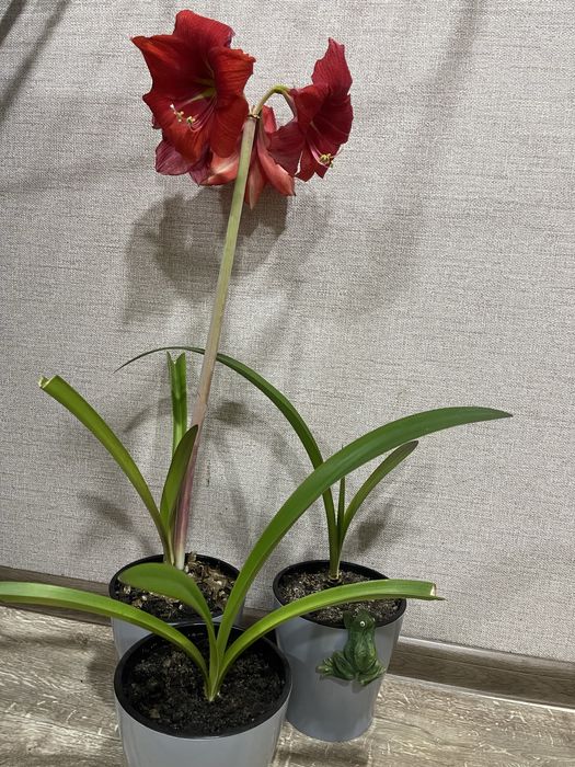 Гиппеаструм( за 3 горшка)