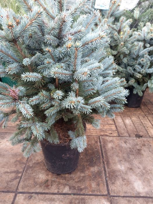 Vând puieți de brazi arginti  la ghiveci super bleu