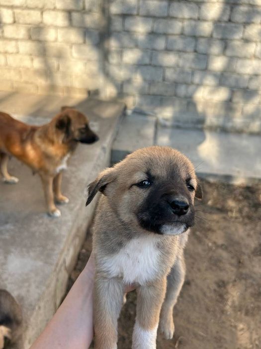 Маленькие щенята бесплатно!!