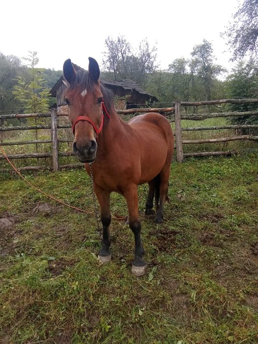 Cal castrat de 9 ani