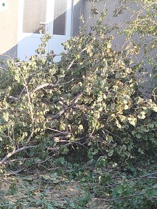 Oʻtin daraxt shoxlari