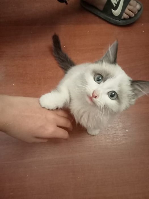 Котёнок пушыстый сиамский