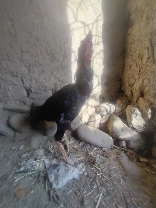 DAKANG sotiladi jojava horoz