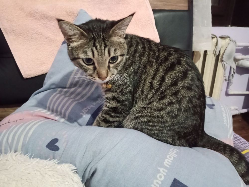 Отдам кота в добрые руки