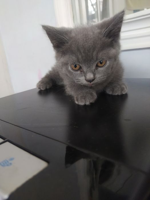 Продаётся породистые котята цена 100$