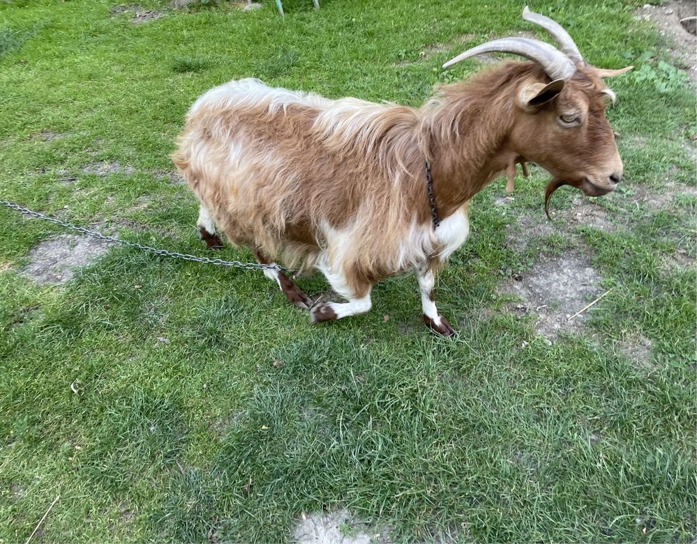 Capră bună de lapte .