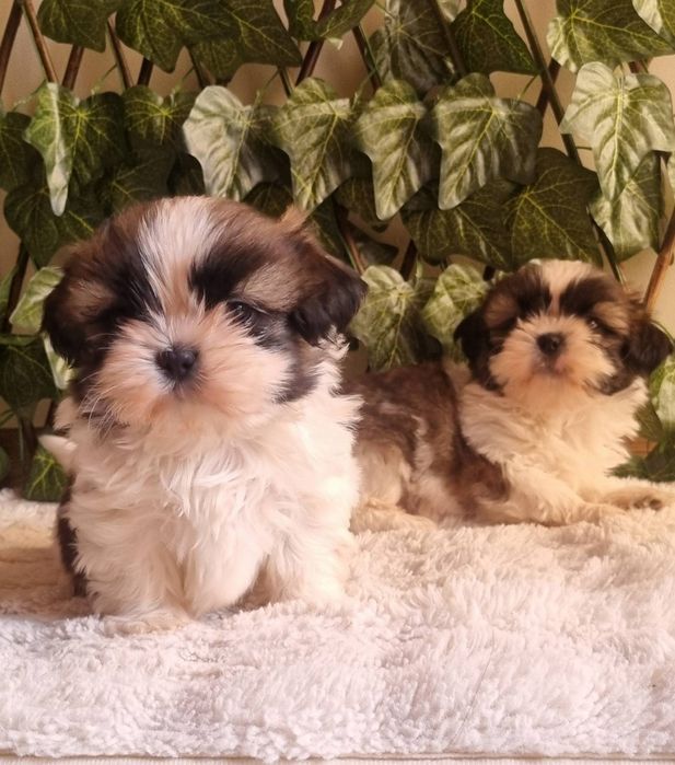 Ши Тцу Shih Tzuu