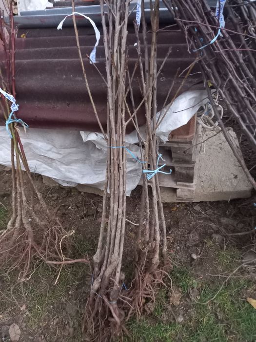 Pomi fructiferi altoiți