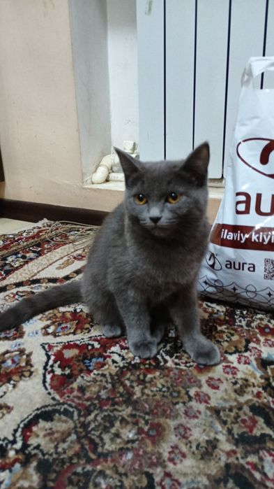 Zotdor Mushuk sotiladi