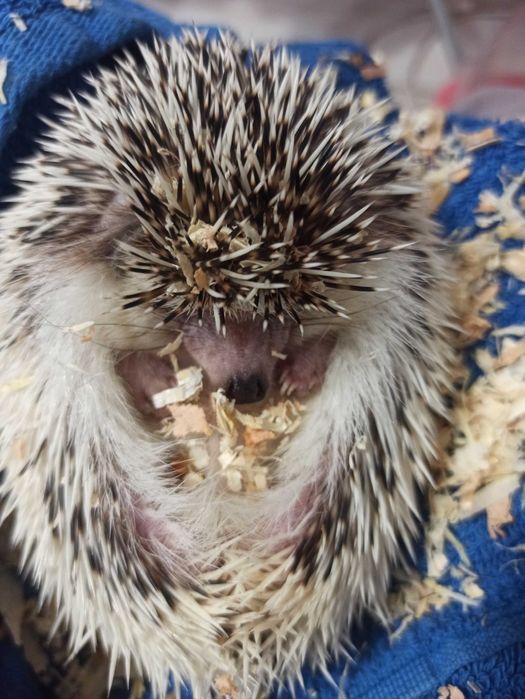 Продавам африкански таралеж на 1г.