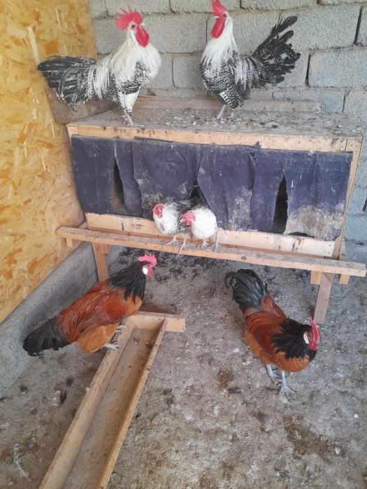 Куры Бэрекл. Все вопросы по телефону.