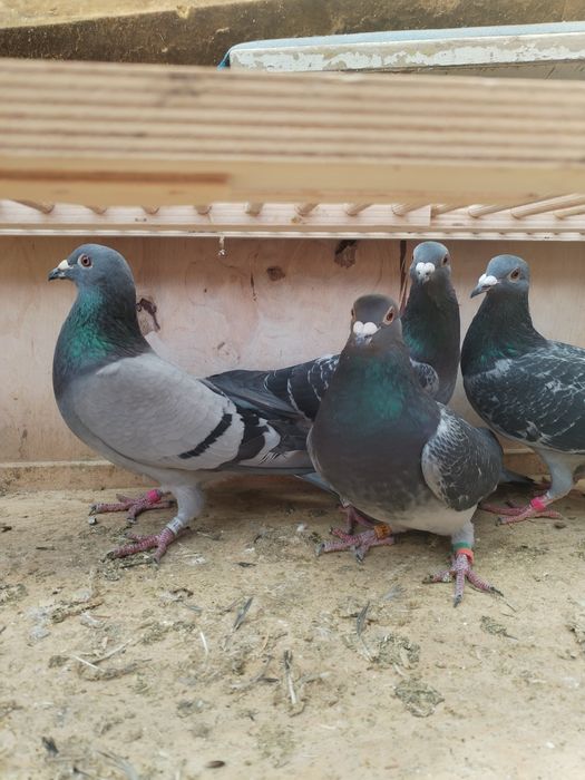 Vând porumbei voiajori