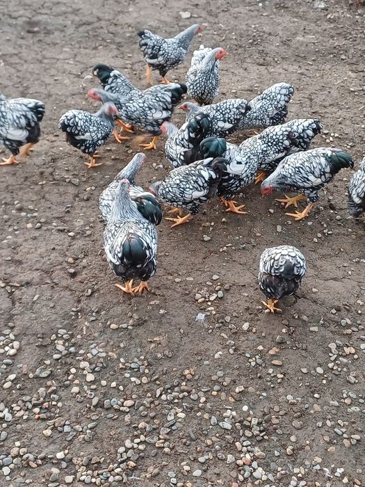 De vânzare wyandote pitic argintiu