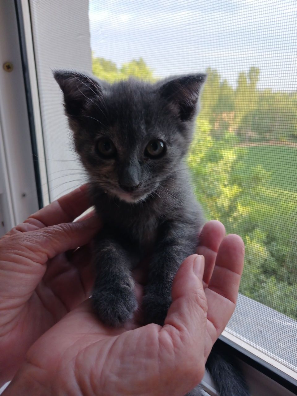Котята домашние лапочки