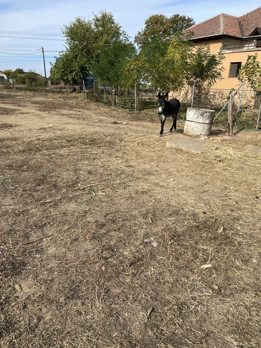 Vand  magar în varsta de 2 ani.