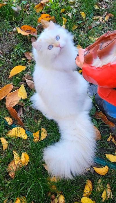 British Longhair baiat superb pedigree