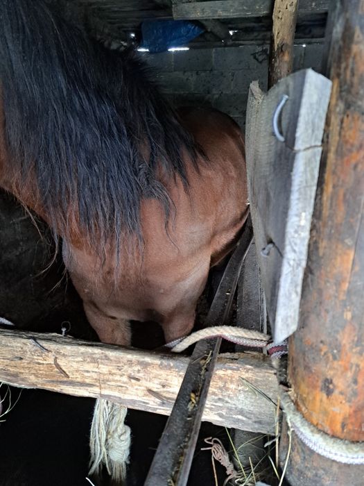 Продам бие кабылу