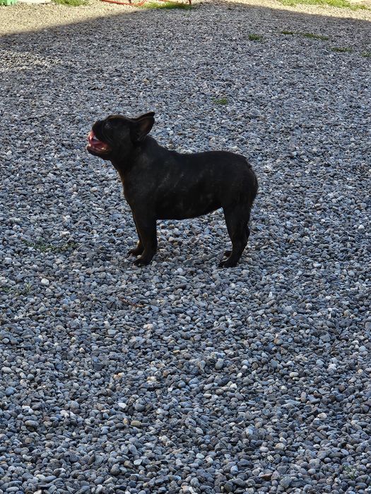 Bulldog francez Femelă