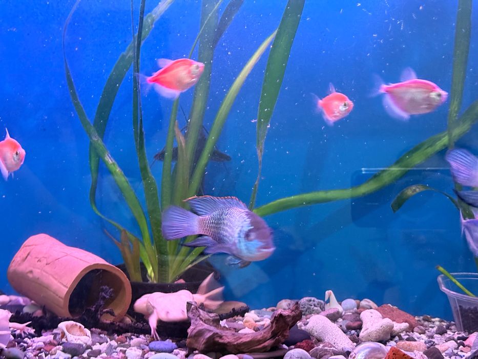 Аквариум с рыбами и черепахой