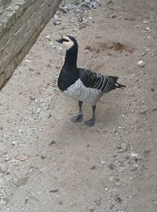 De vânzare gascan calugar matur