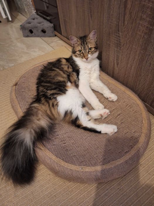 Подарявам котета